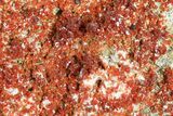 Wide Plate Of Ruby Red Vanadinite Crystals - Special Price #61096-4
